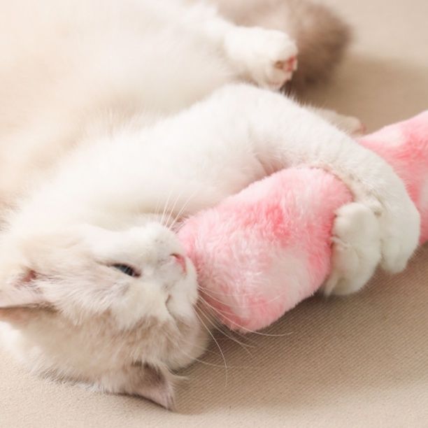 https://fulmo-img-server.com/party-cat/1779767442614_2qxex66n_qc5h65sx.jpeg