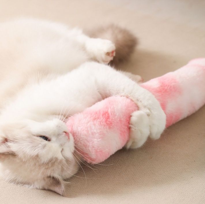 https://fulmo-img-server.com/party-cat/1779767487846_wbxg10jy_pd49e316.jpeg