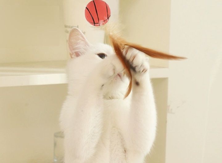 https://fulmo-img-server.com/party-cat/1779852542239_ea46zonk_ihoqz6nm.jpeg