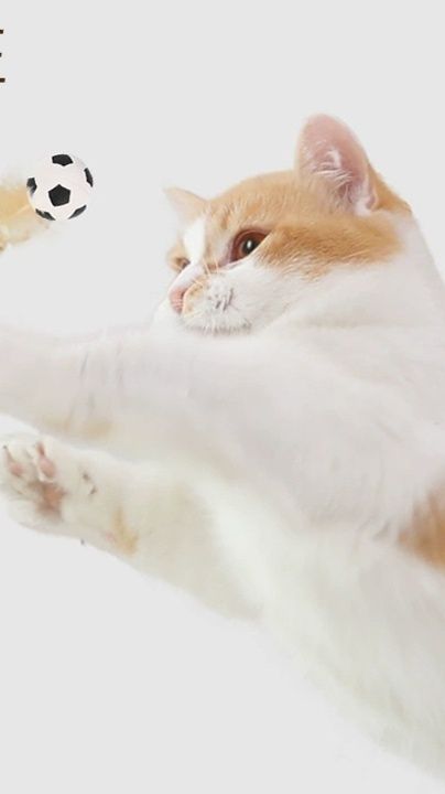 https://fulmo-img-server.com/party-cat/1779852556325_hcrik7mm_z6mtvqod.jpeg