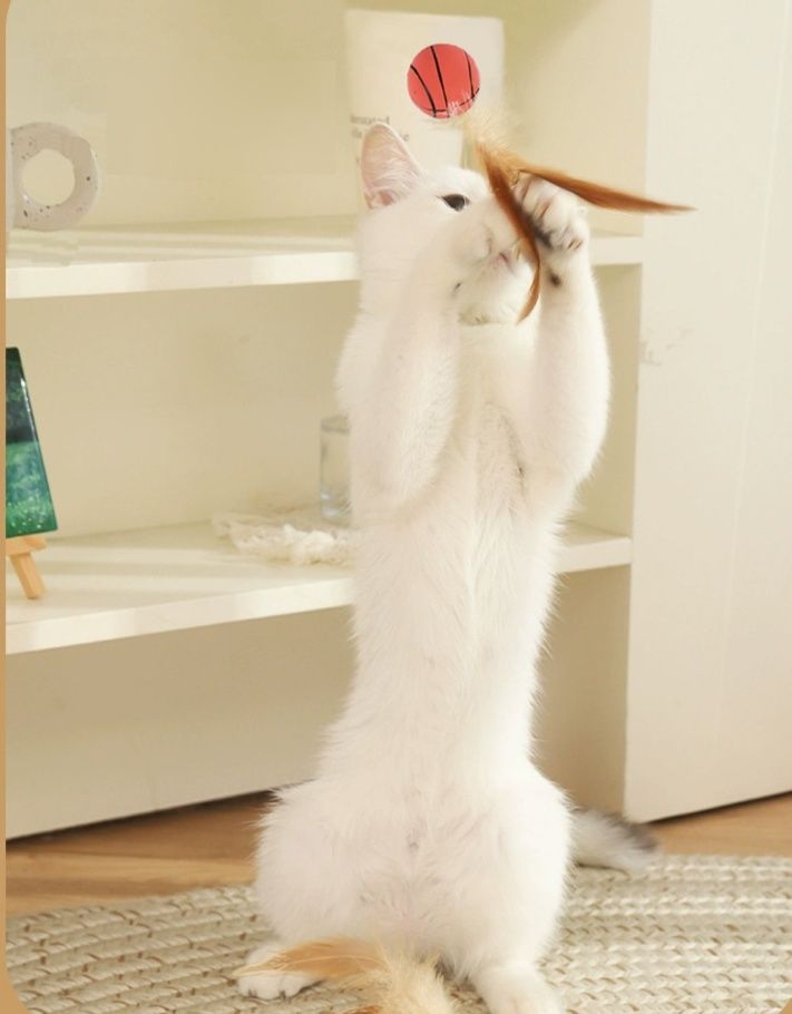https://fulmo-img-server.com/party-cat/1779852572805_qi2n8m0n_02kjcfiw.jpeg