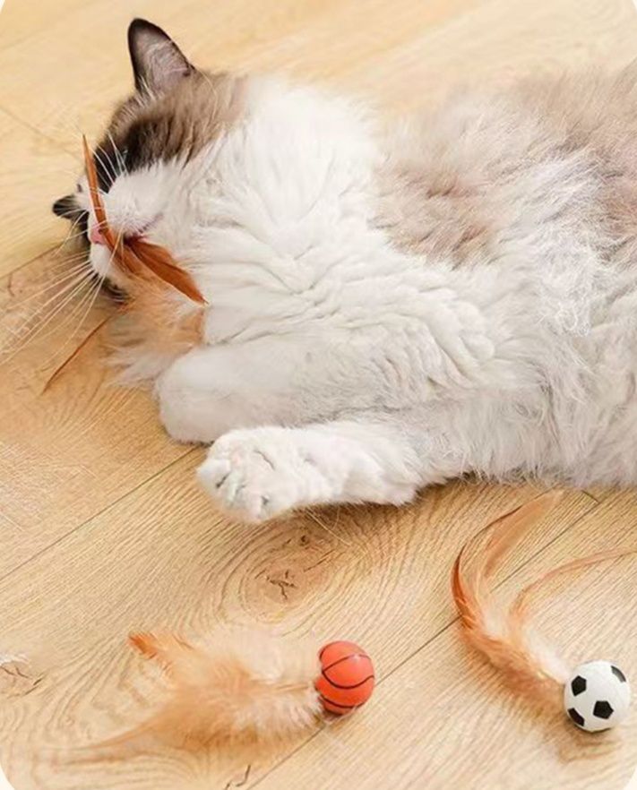 https://fulmo-img-server.com/party-cat/1779852888720_evy59ekn_3nenc9q7.jpeg