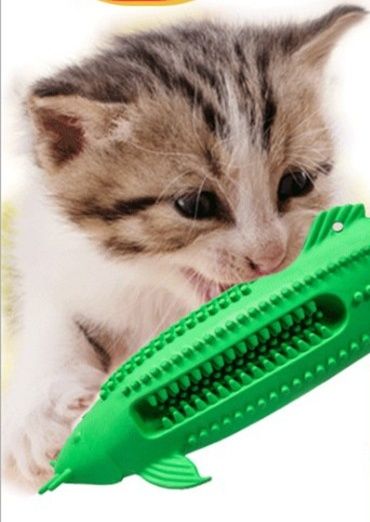 https://fulmo-img-server.com/party-cat/1779929625833_q19ymjko_hx70qqbf.jpeg