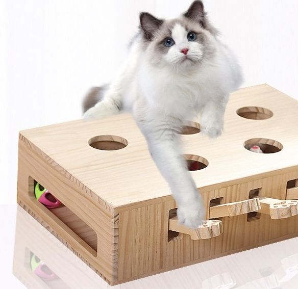 https://fulmo-img-server.com/party-cat/1781142703111_ie4e3r77_3qnys82x.jpeg