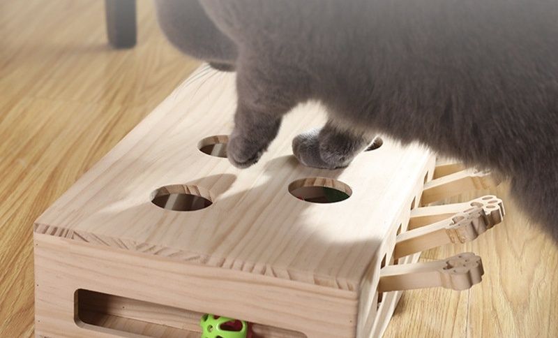 https://fulmo-img-server.com/party-cat/1781143226333_h5r38o1u_hflyw21c.jpeg