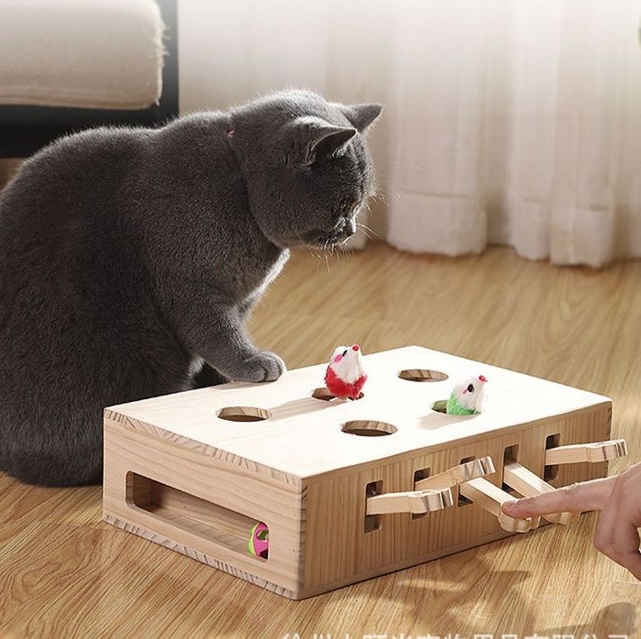 https://fulmo-img-server.com/party-cat/1781143739442_on0jzrz8_nu5j6bkl.jpeg