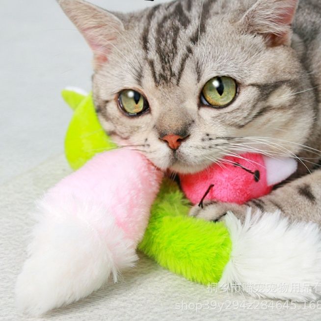 https://fulmo-img-server.com/party-cat/1785292253417_4amd7i3b_4isimvtz.jpeg