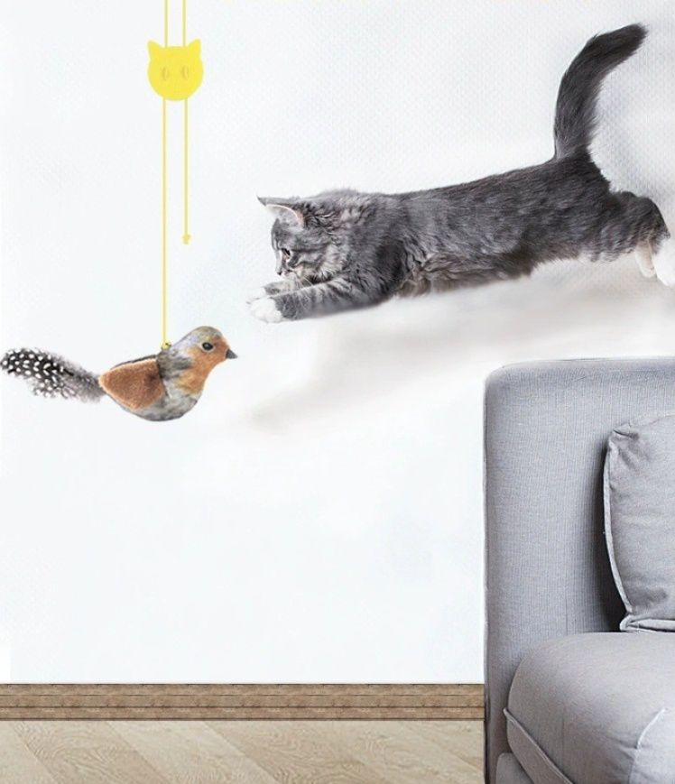 https://fulmo-img-server.com/party-cat/1787547848715_r0qoksox_s06cxoma.jpeg