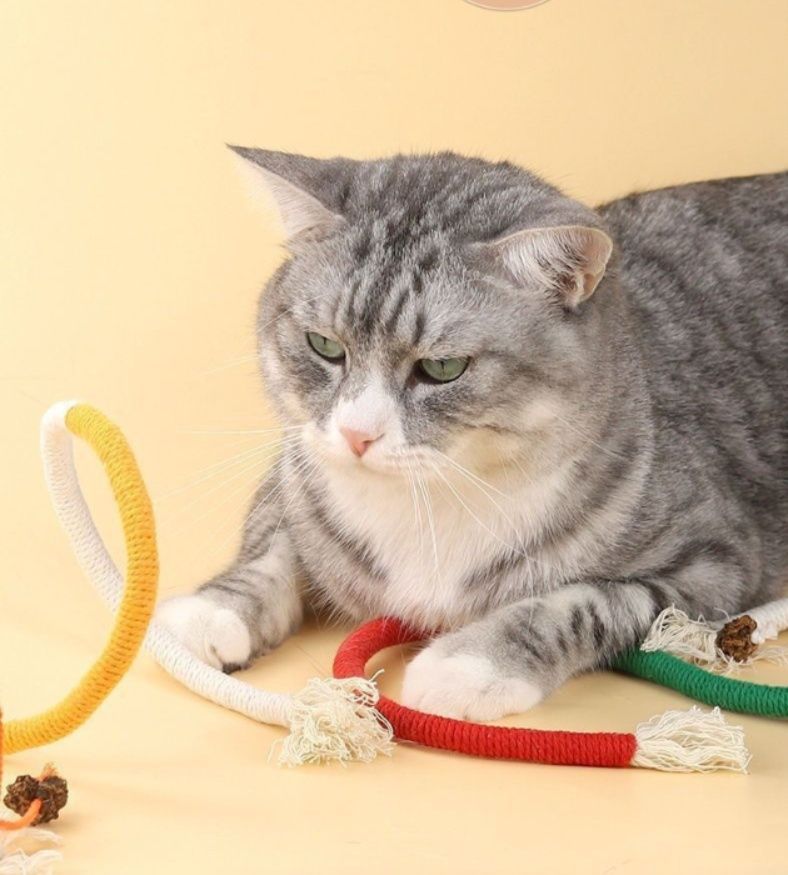 https://fulmo-img-server.com/party-cat/1787632767913_zsp3mnkx_5t6bje9u.jpeg