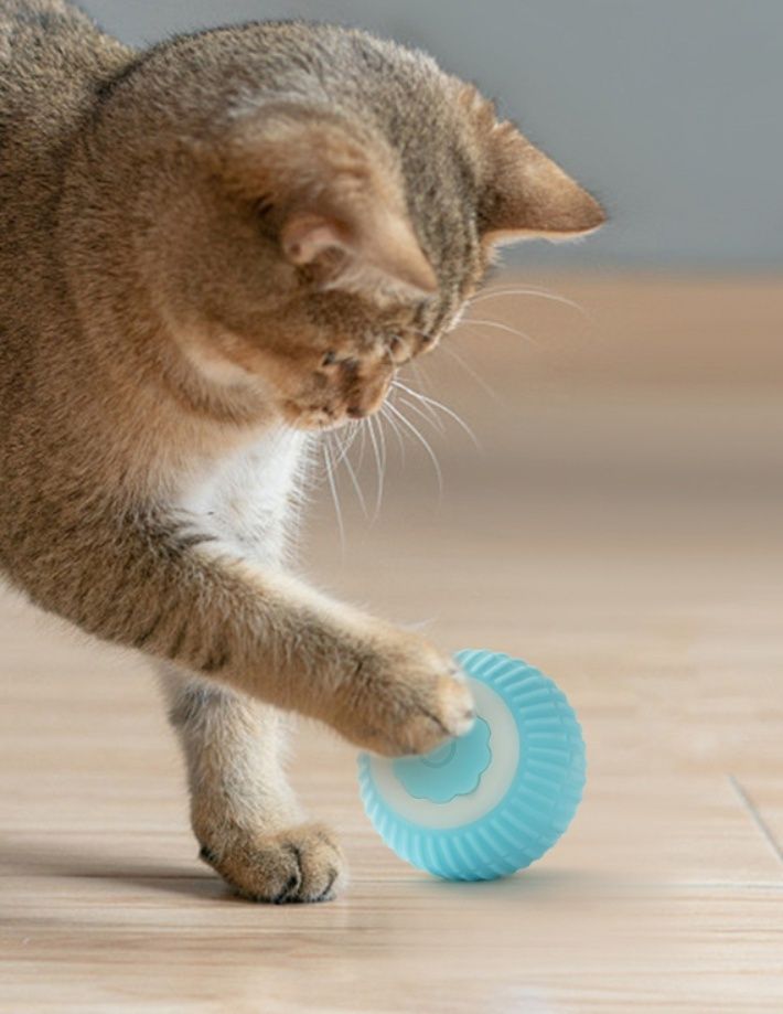 https://fulmo-img-server.com/party-cat/1787709261152_np2c6wx8_rlzq4v8b.jpeg
