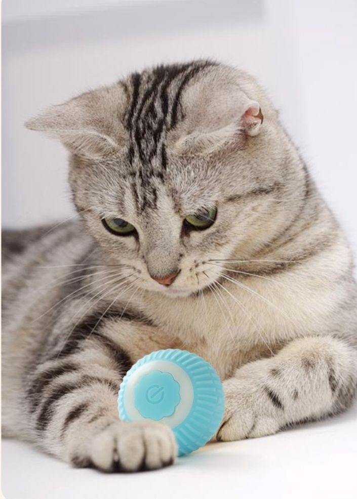 https://fulmo-img-server.com/party-cat/1787709285746_mct3k7o2_i6fqtfp7.jpeg