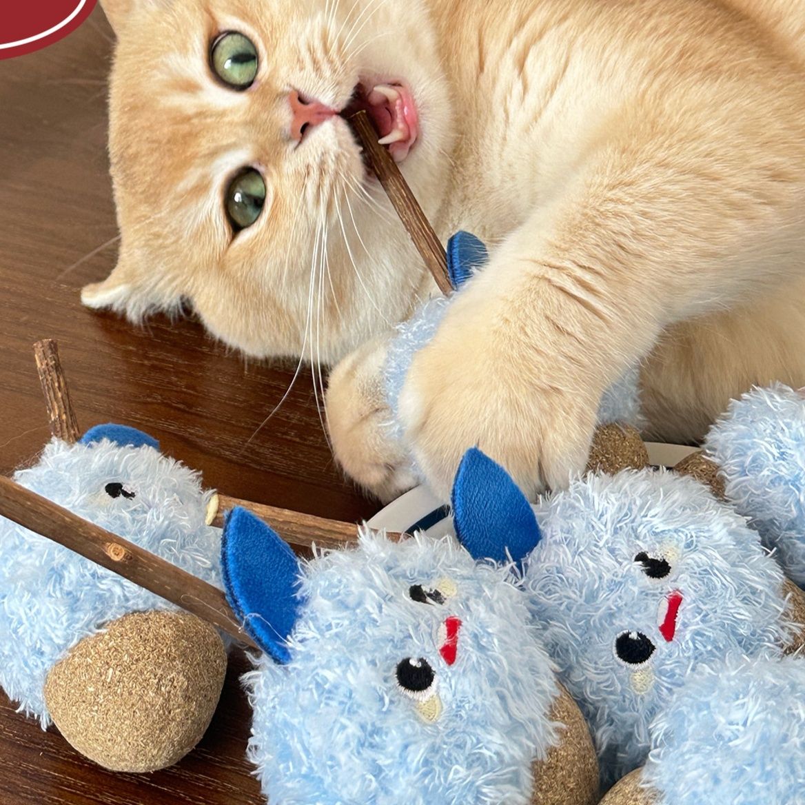 https://fulmo-img-server.com/party-cat/1790735974677_ub7dd519_2a44k3lv.jpeg
