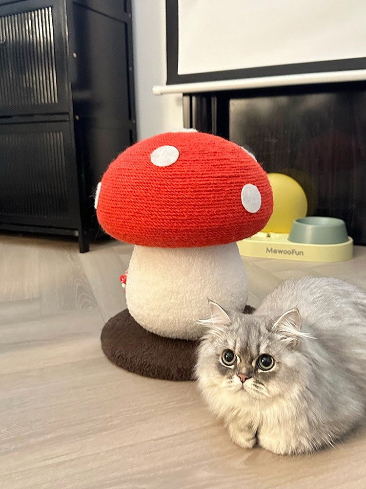 https://fulmo-img-server.com/party-cat/7a61f298-7d98-4b24-993e-2c34ab33b533.jpg