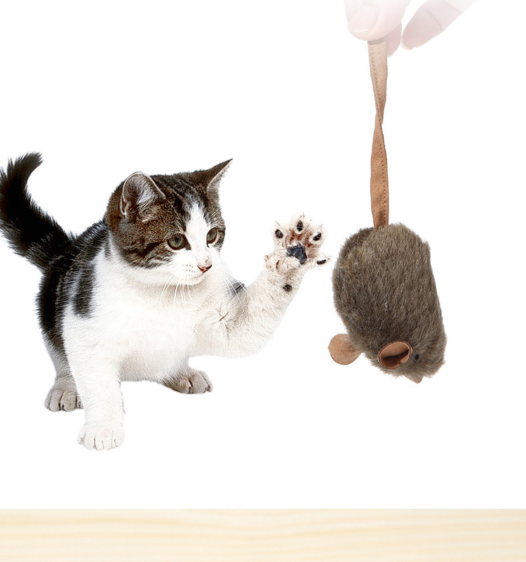 https://fulmo-img-server.com/party-cat/ba029fe3-5b56-46d3-8c39-1a976b43964c.jpg