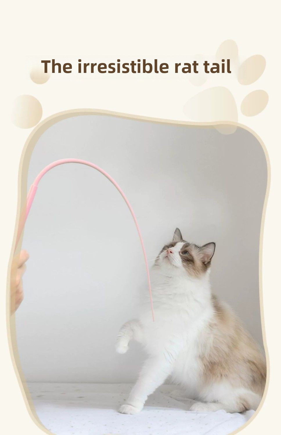 https://fulmo-img-server.com/party-cat/d9c96d4b-da77-4c3a-914d-165c599af233.jpg