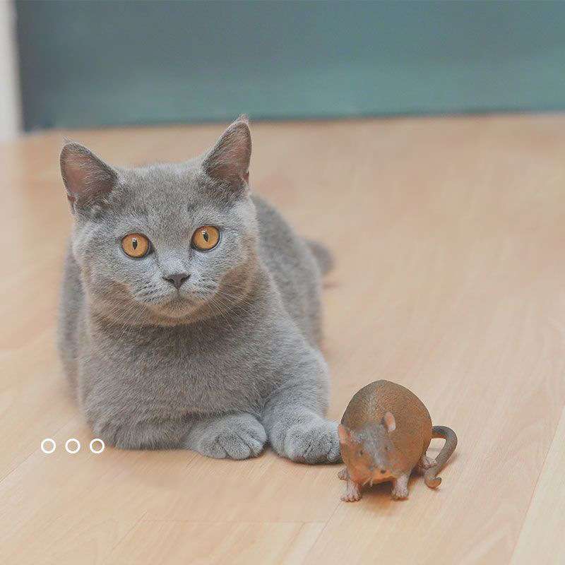 猫 おもちゃ もふもふ仲良しネズミおもちゃ