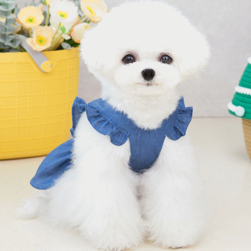 https://fulmo-img-server.com/perry-dog/00704ff8-c629-4ee2-af54-ca4d578a2fde.jpg