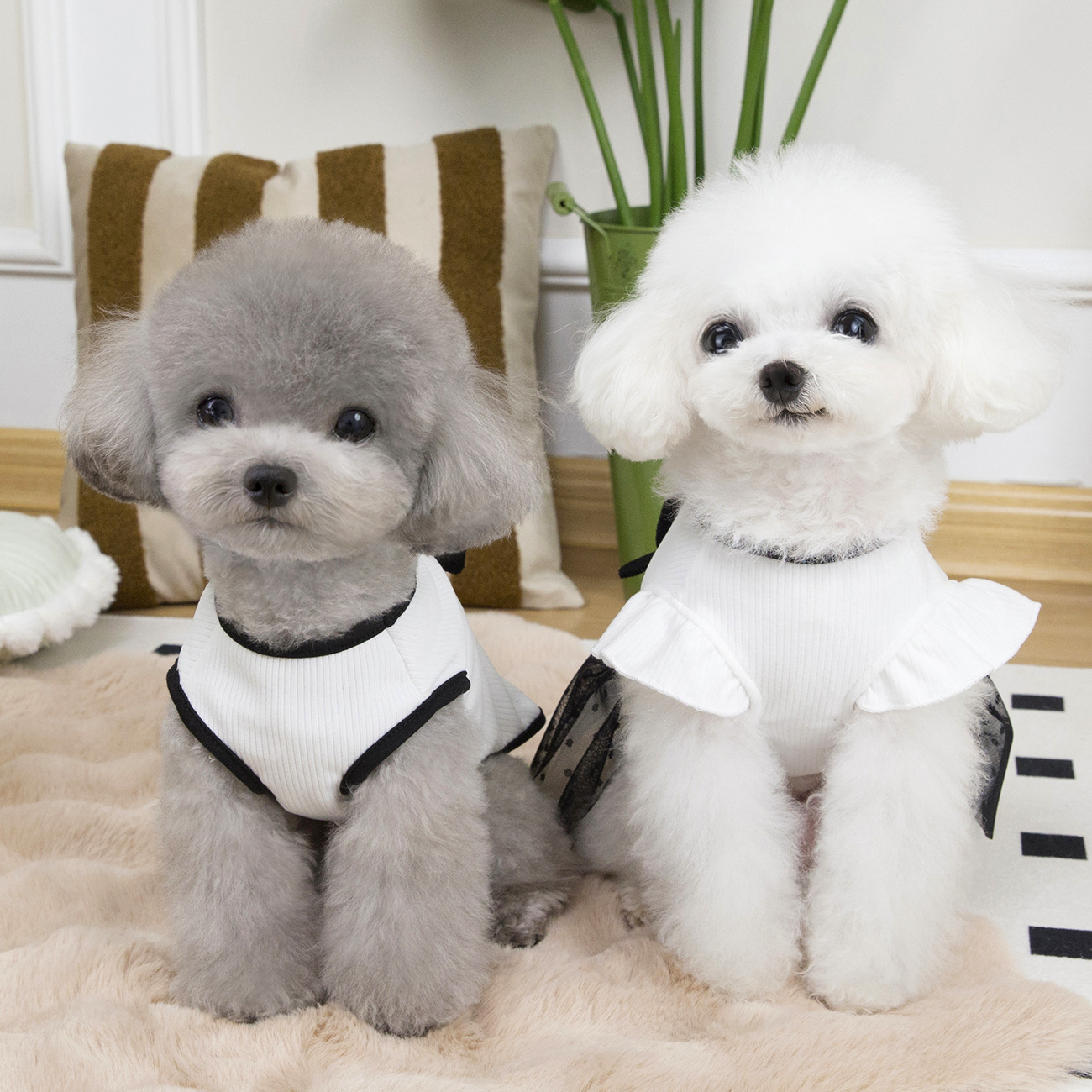https://fulmo-img-server.com/perry-dog/0516cd93-dc4a-4066-aff7-3ef5b1b86e20.jpg