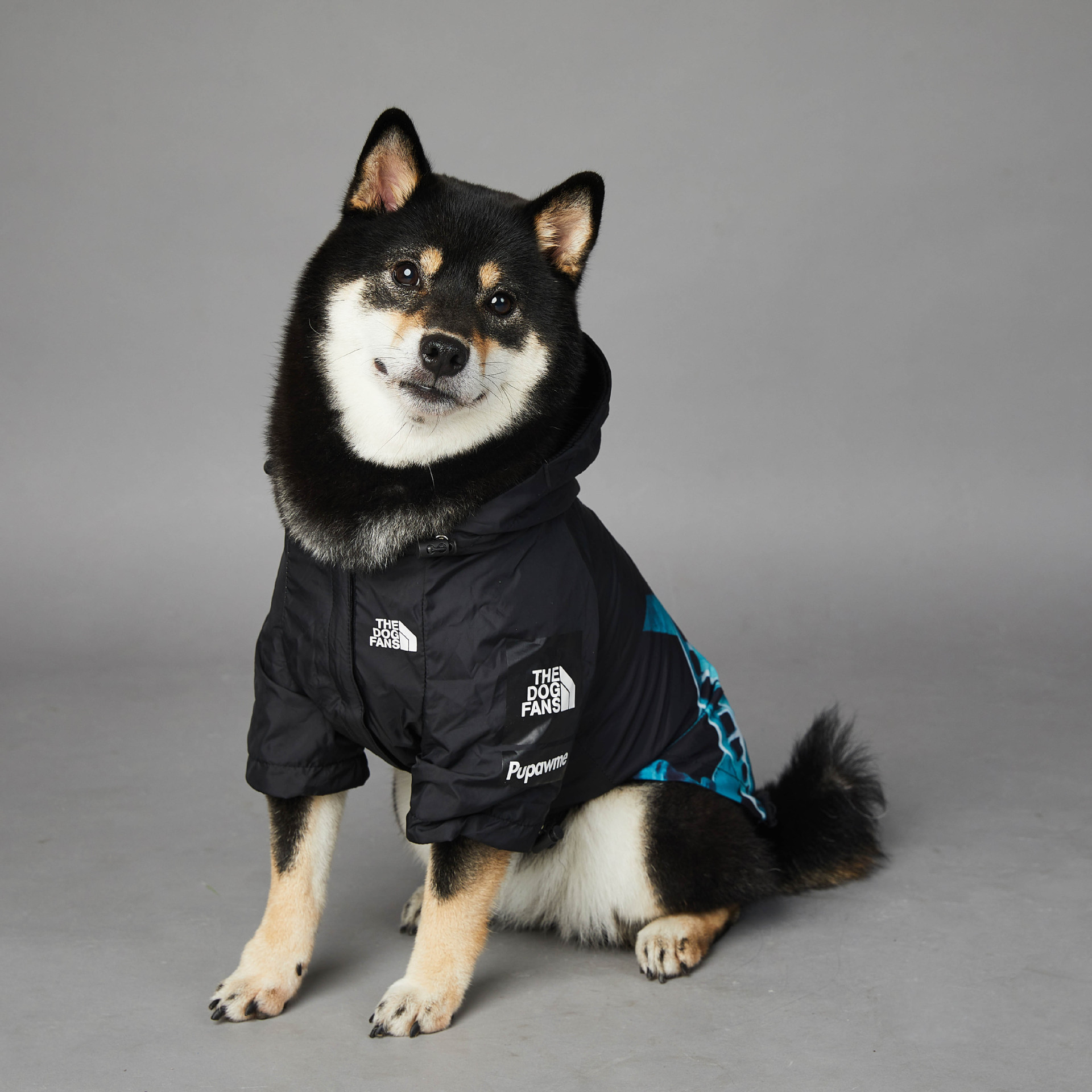 https://fulmo-img-server.com/perry-dog/0e8a83b5-210b-414c-986b-75e9cda81252.jpg