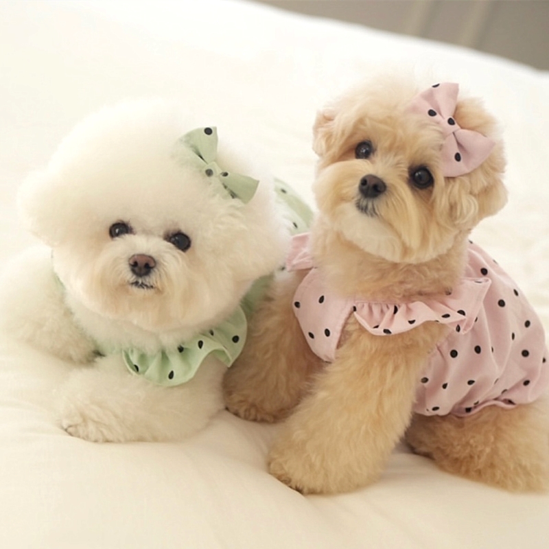 犬服 ふんわり水玉フリルワンピース