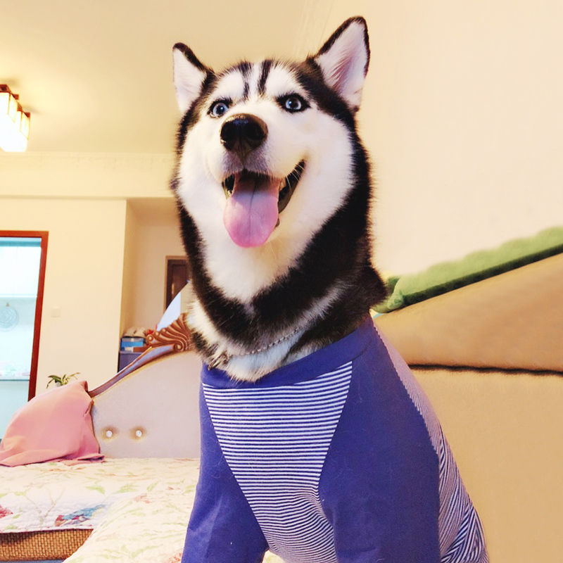 犬服 和風法被風袖なしタンクトップ