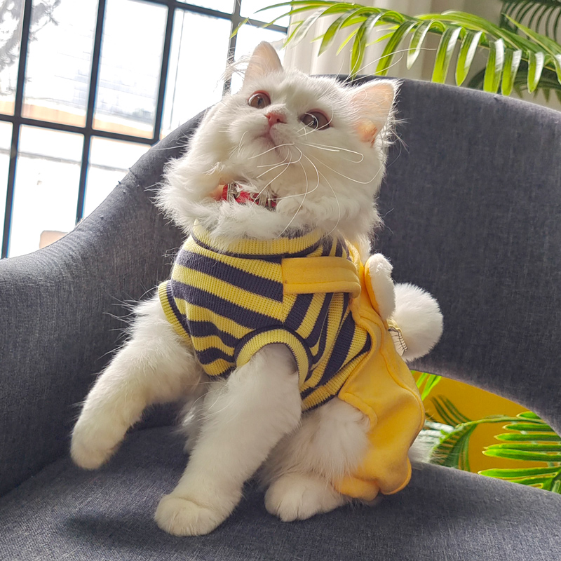 https://fulmo-img-server.com/perry-dog/131f10c3-d9dd-47f7-af5c-7440e70d9478.jpg