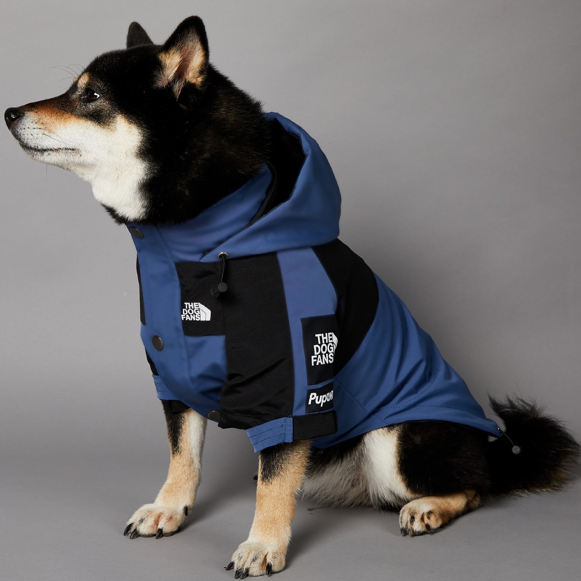 https://fulmo-img-server.com/perry-dog/15f0ea3f-3f0a-4074-8ccd-8f94a6d85ef3.jpg