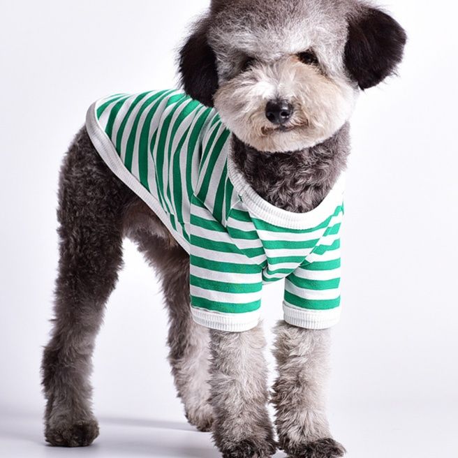 https://fulmo-img-server.com/perry-dog/1750755788922_ft14z4wb_oh0zcpj7.jpeg