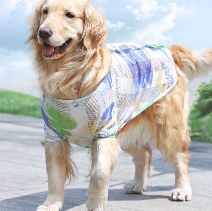 https://fulmo-img-server.com/perry-dog/1750755944145_bg1nmnrf_c5um833p.jpeg