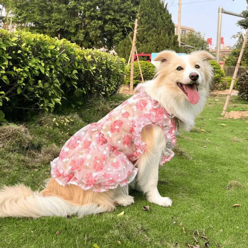 大型犬に着て欲しい犬用ウェア5選