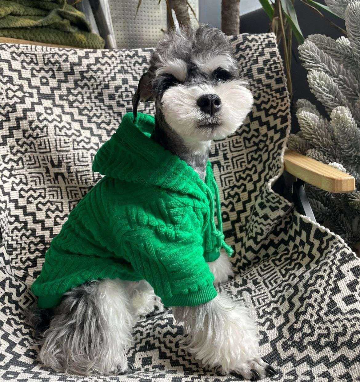 冬の散歩に最適！おすすめな犬服5選