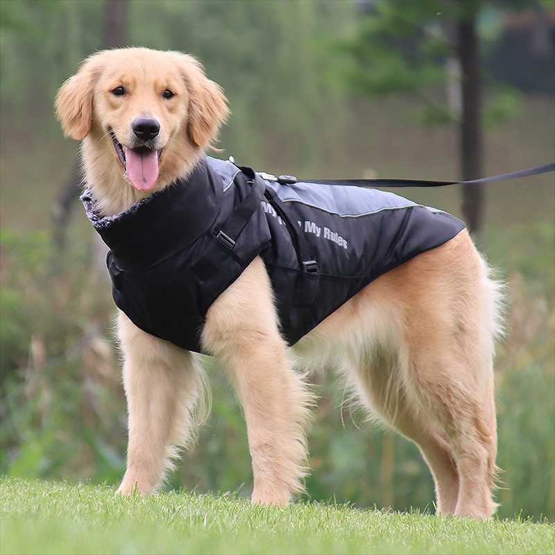 愛犬を可愛く包む！ゴールデンレトリバーの洋服5選