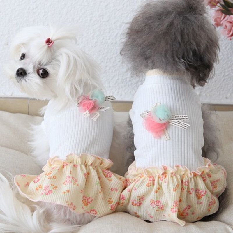 https://fulmo-img-server.com/perry-dog/1759850796586_4laj29xp_8g4pxtmp.jpeg