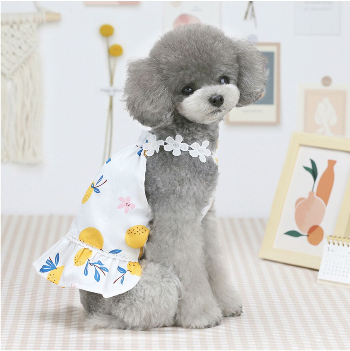 https://fulmo-img-server.com/perry-dog/1759852690846_4u29nxrk_tbngmcpa.jpeg