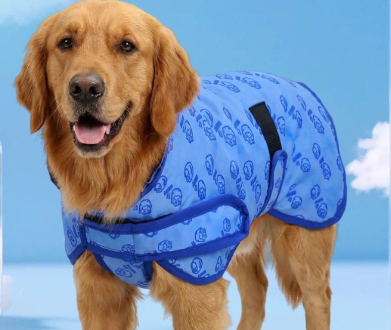 https://fulmo-img-server.com/perry-dog/1780278349287_wzocoisw_3za1z9i3.jpeg