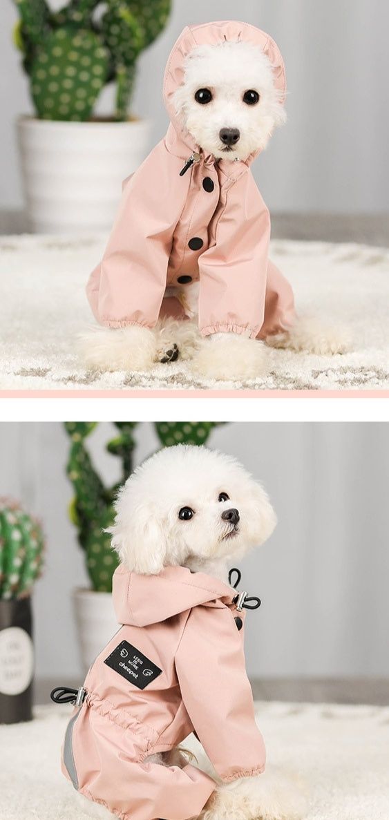 https://fulmo-img-server.com/perry-dog/1783472016896_zo7mqbmo_r8x22qnb.jpeg