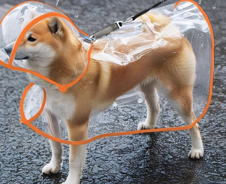 https://fulmo-img-server.com/perry-dog/1783479966221_gp3x2r5t_vgki4gk4.jpeg