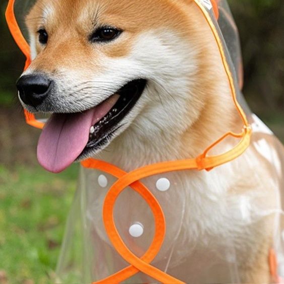 https://fulmo-img-server.com/perry-dog/1783479977317_qlkr6dli_08s3yblk.jpeg