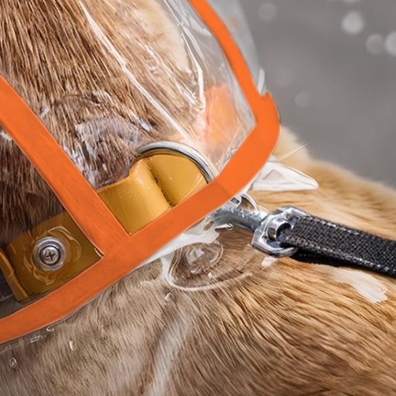 https://fulmo-img-server.com/perry-dog/1783479989174_ookux6ph_4428s2x7.jpeg