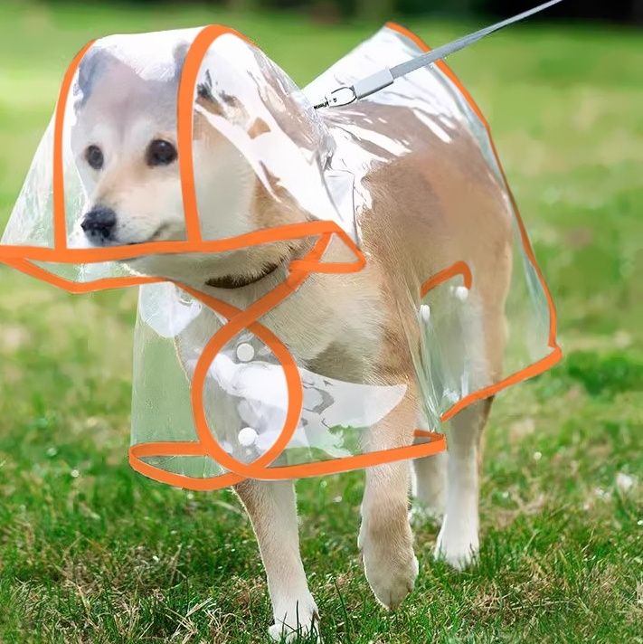 https://fulmo-img-server.com/perry-dog/1783479999229_b5h7zhys_k3e1kga6.jpeg