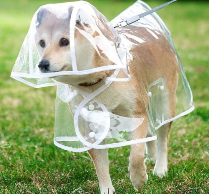 https://fulmo-img-server.com/perry-dog/1785378023567_i0miw56v_p7ky7w6v.jpeg