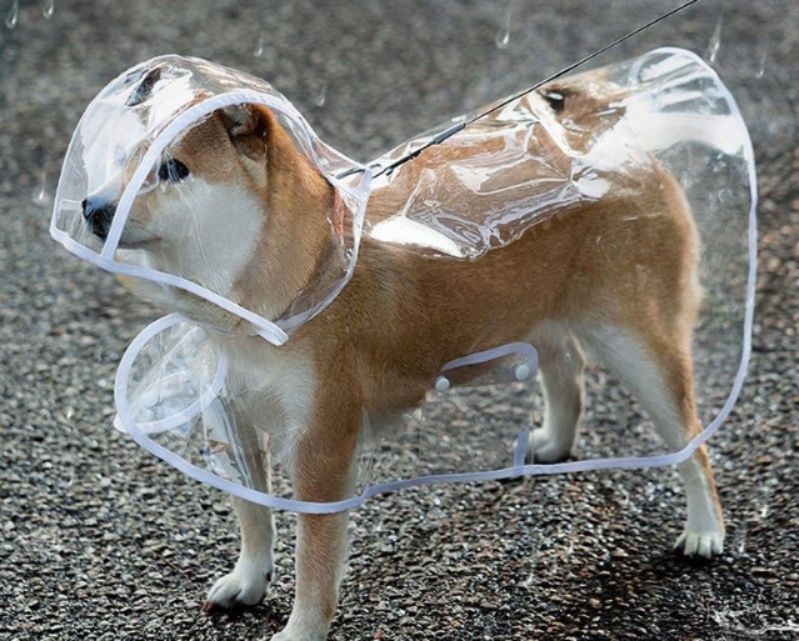 https://fulmo-img-server.com/perry-dog/1785378073216_kvjm2n3n_muwxqghg.jpeg