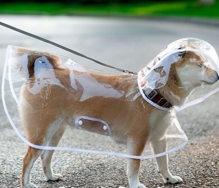 https://fulmo-img-server.com/perry-dog/1785378093789_5isyr74g_p127qgjj.jpeg