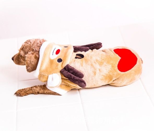 https://fulmo-img-server.com/perry-dog/1785456643817_9q9vny1p_rhgchc22.jpeg