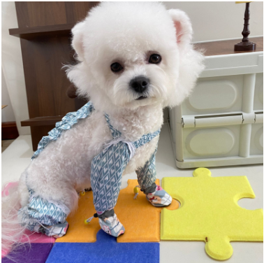 https://fulmo-img-server.com/perry-dog/1787621681174_10u7o7pi_xqir8mzf.png