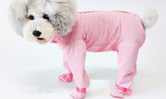 https://fulmo-img-server.com/perry-dog/1788154251789_tyf3tx7c_k0kisu11.png