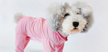 https://fulmo-img-server.com/perry-dog/1788154252059_f05dfmfd_tz6y2r7i.png