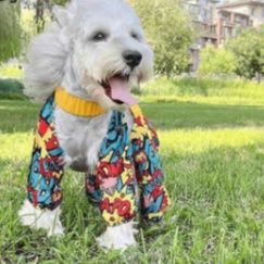 https://fulmo-img-server.com/perry-dog/1788154486315_gf9wzpap_dr3hn8hi.jpeg