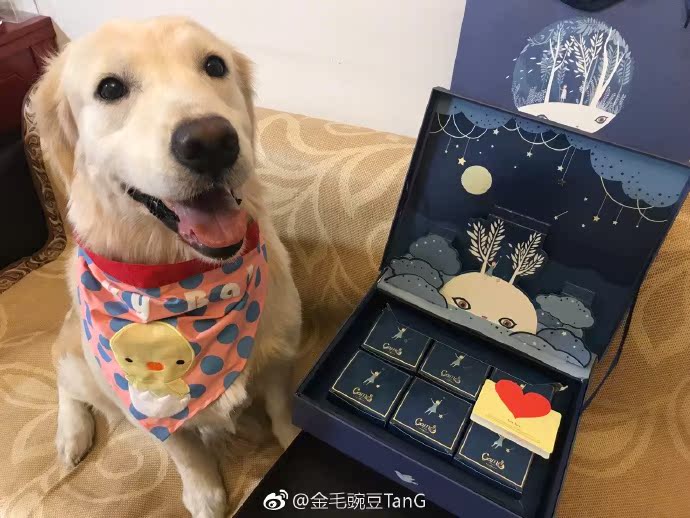 犬服 大型犬用三角巾バンダナ帽子付き変身セット