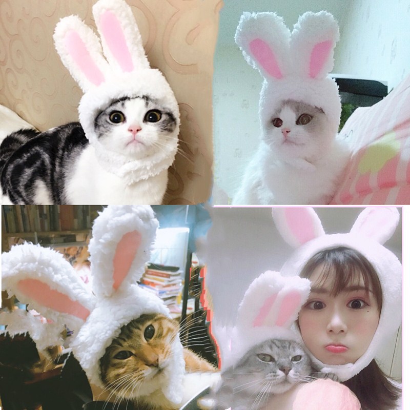 犬服 エラー